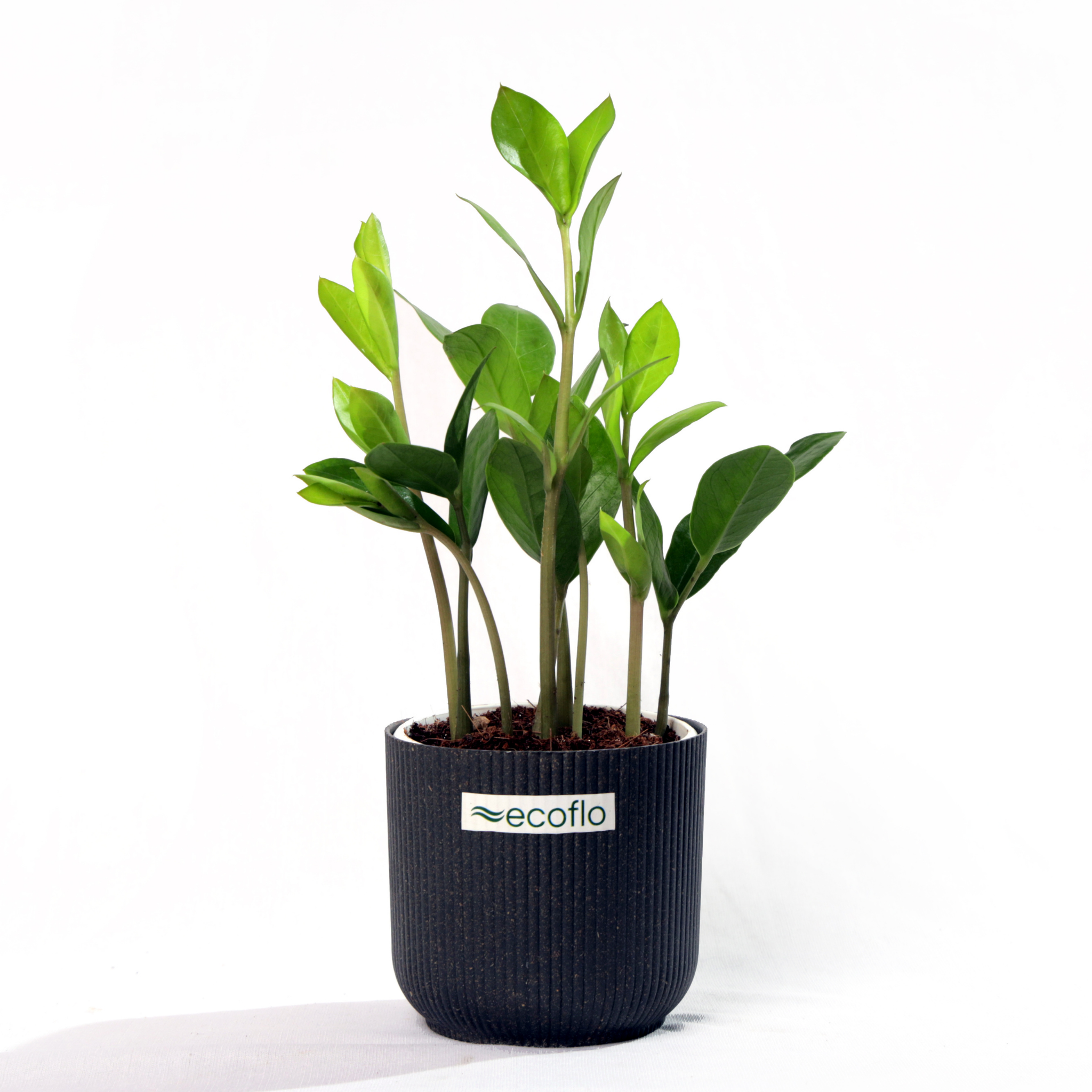 ZZ Plant