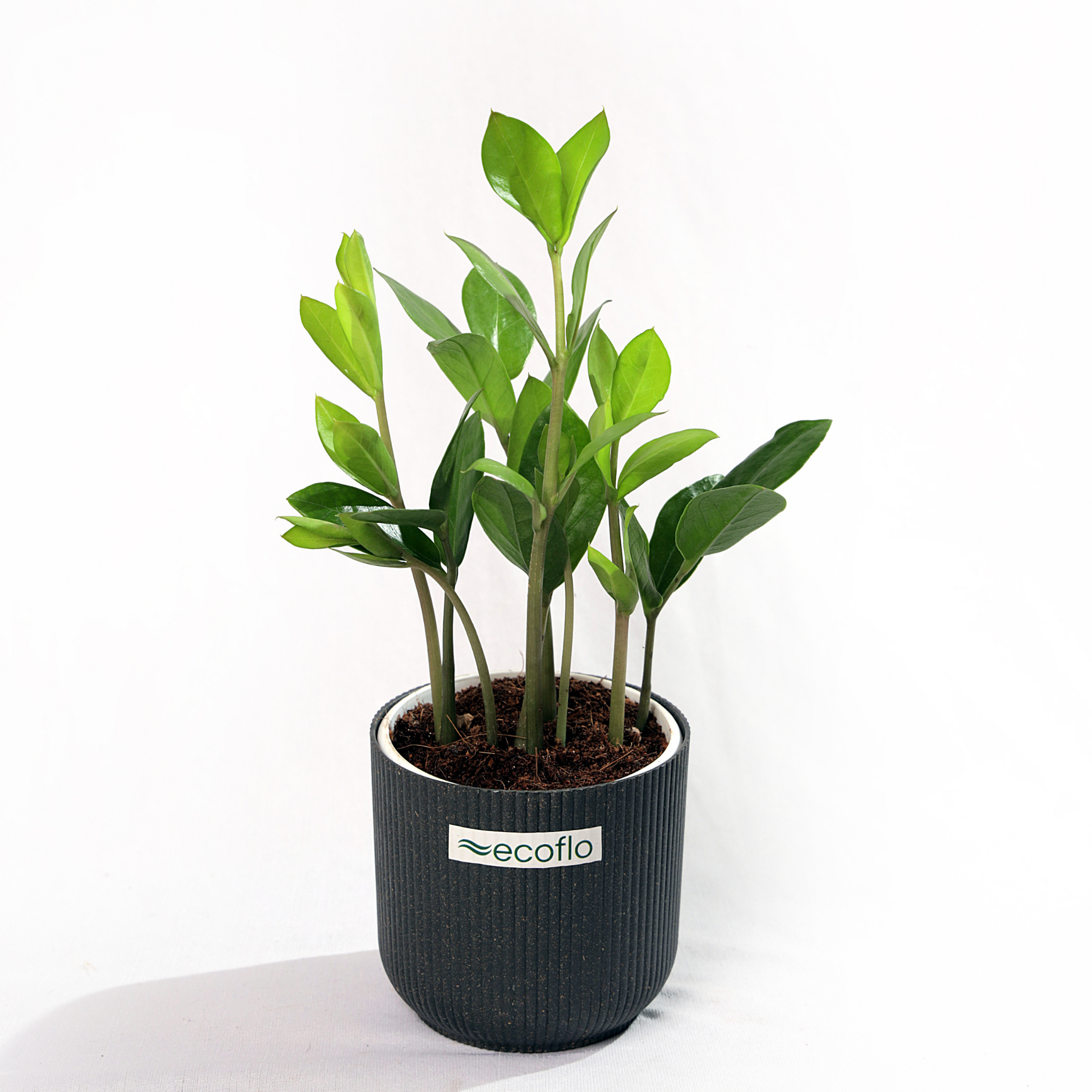 ZZ Plant