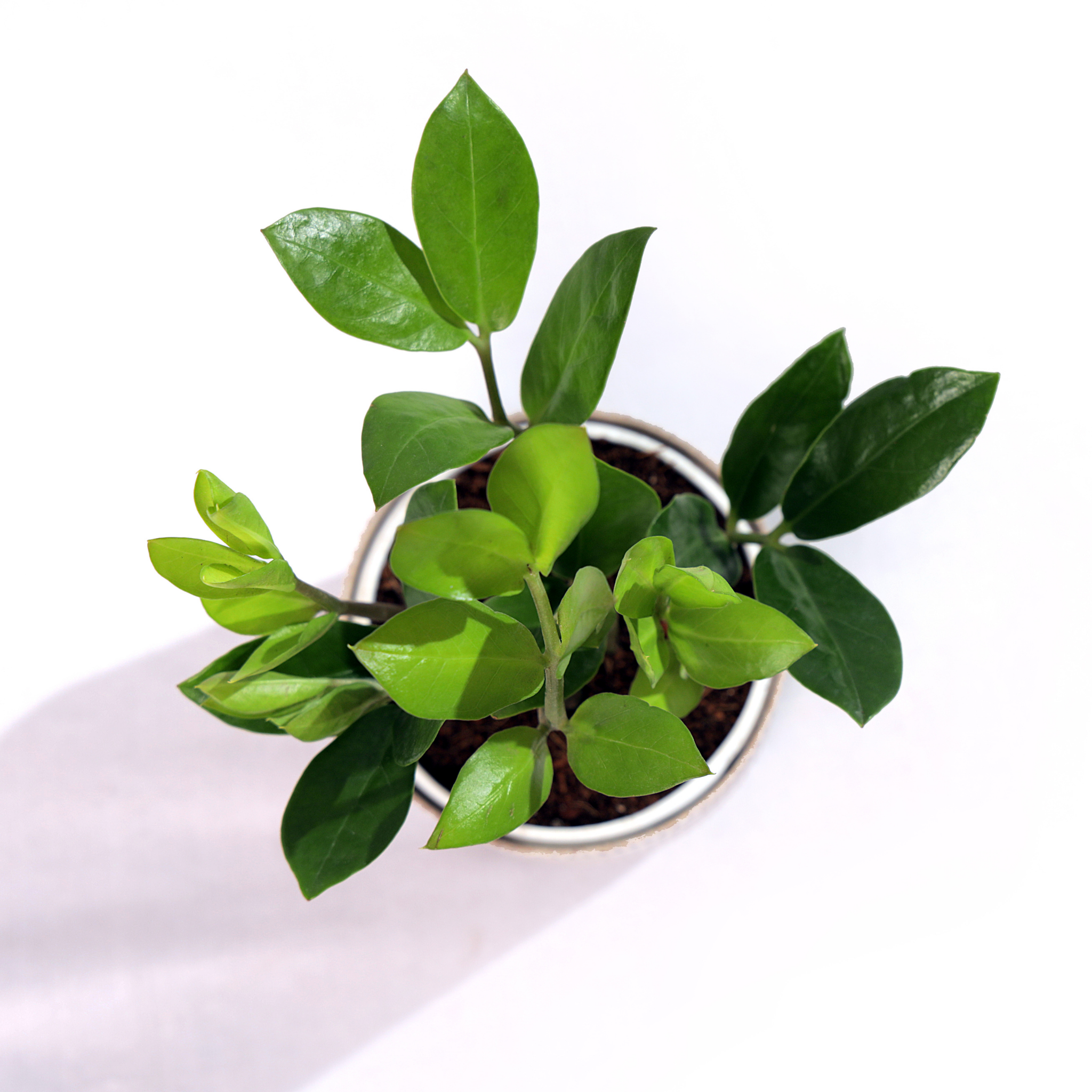 ZZ Plant
