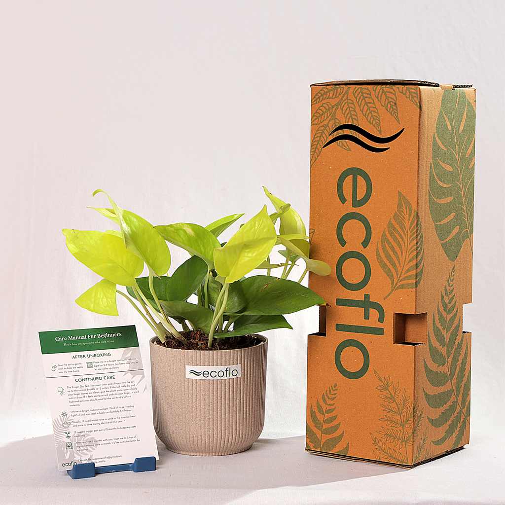 Golden Money Plant