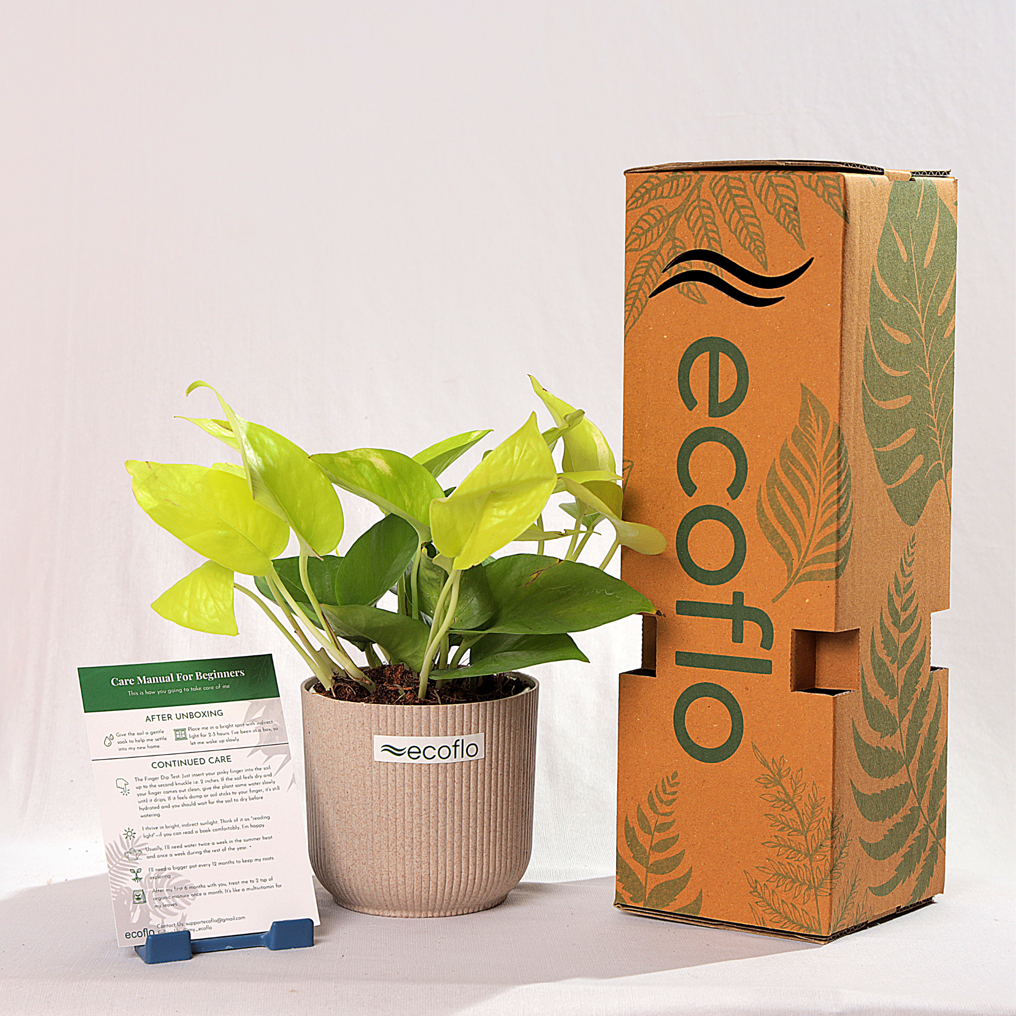 Golden Money Plant