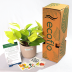 Golden Money Plant