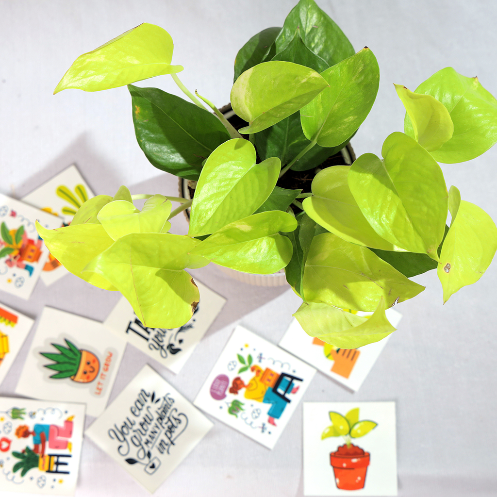 Golden Money Plant