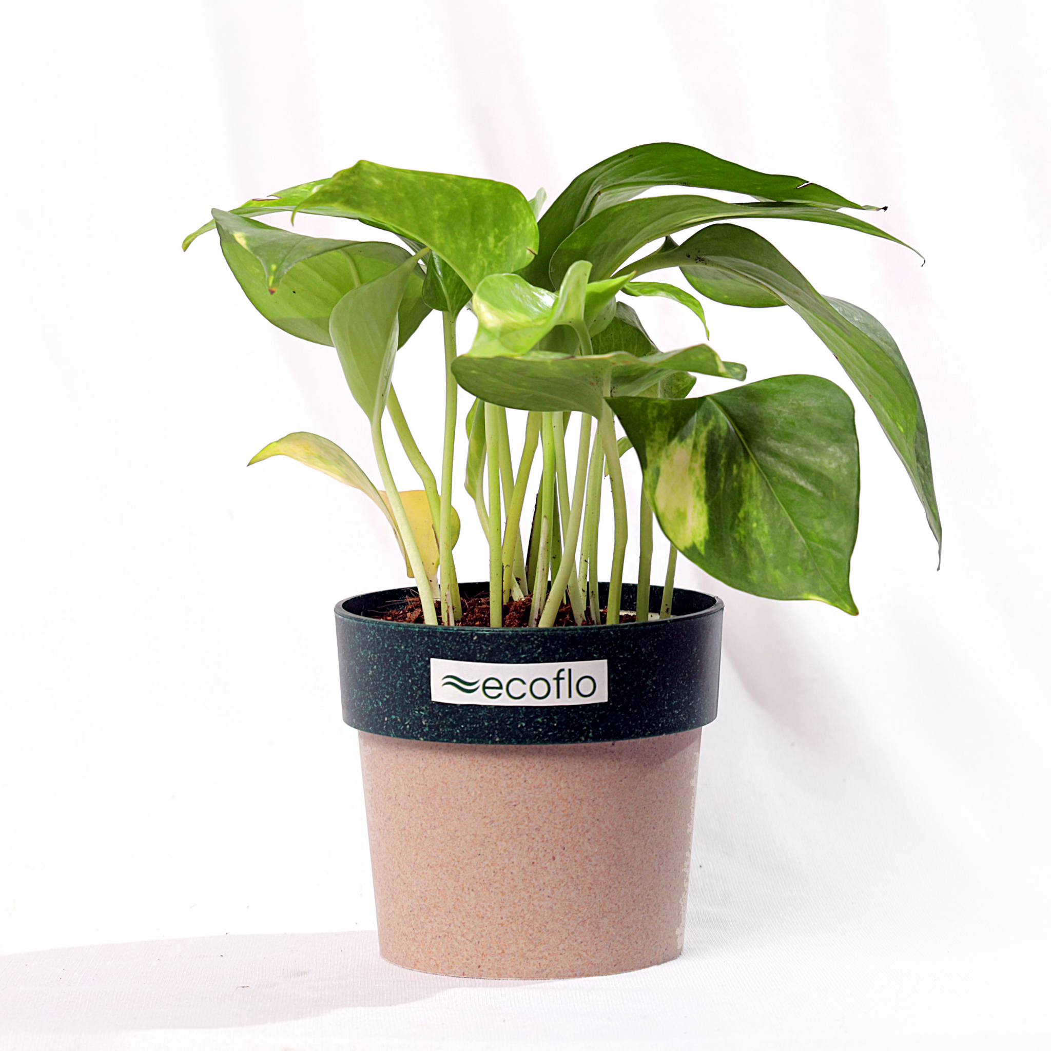 Variegated Green Money Plant