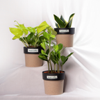 Beginner Trio – Golden Glow Set