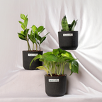 Beginner Trio – Tropical Classic Set