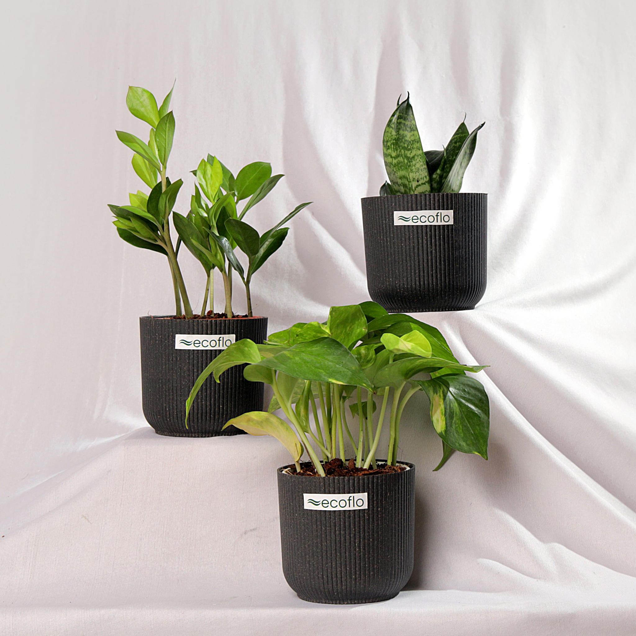 Beginner Trio – Tropical Classic Set