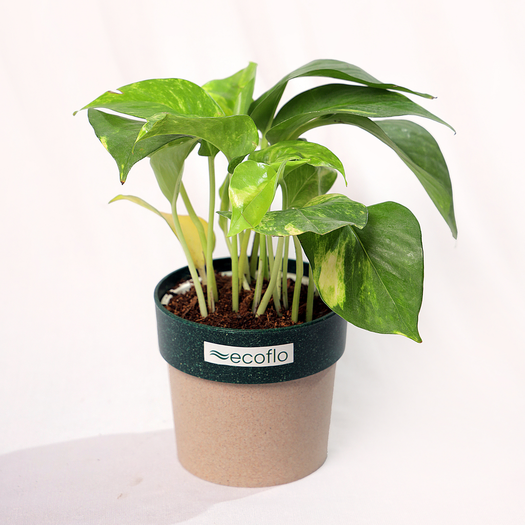 Variegated Green Money Plant