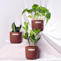 Beginner Trio – Tropical Classic Set