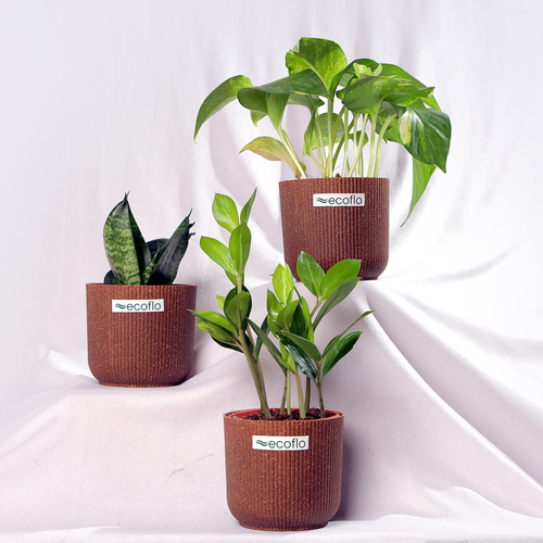 Beginner Trio – Tropical Classic Set