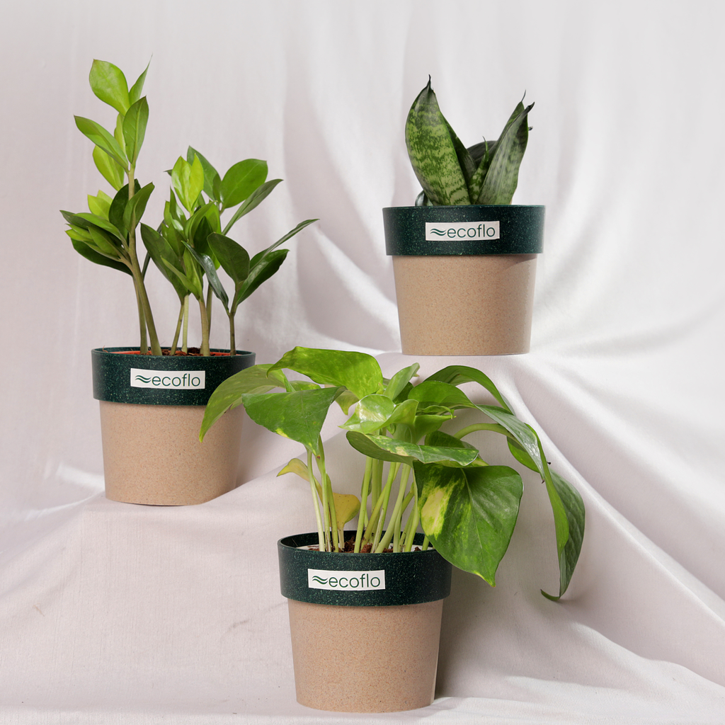 Beginner Trio – Tropical Classic Set