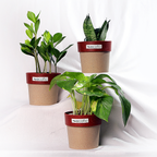 Beginner Trio – Tropical Classic Set