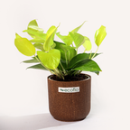 Golden Money Plant
